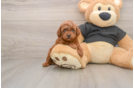 Little Poodle Purebred Pup