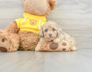 7 week old Poodle Puppy For Sale - Pilesgrove Pups