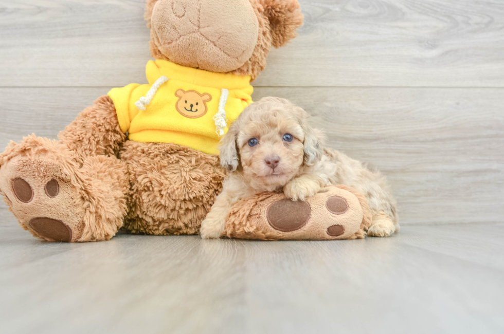 8 week old Poodle Puppy For Sale - Pilesgrove Pups