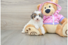 Fluffy Toy Poodle Purebred Puppy