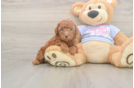 Poodle Pup Being Cute