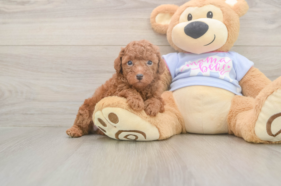 5 week old Poodle Puppy For Sale - Pilesgrove Pups