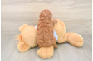Sweet Caniche Purebred Puppy