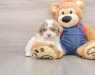 7 week old Poodle Puppy For Sale - Pilesgrove Pups