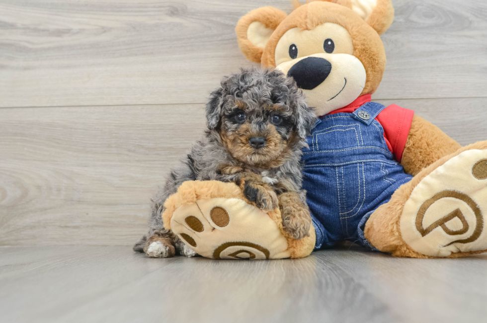 6 week old Poodle Puppy For Sale - Pilesgrove Pups