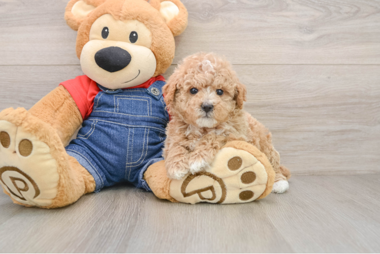 Fluffy Pudle Purebred Puppy