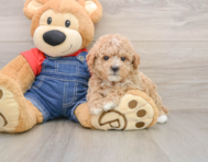 7 week old Poodle Puppy For Sale - Pilesgrove Pups