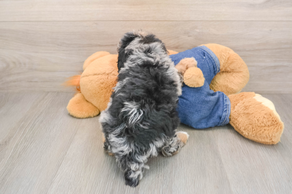 Poodle Pup Being Cute