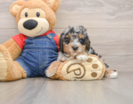 8 week old Poodle Puppy For Sale - Pilesgrove Pups