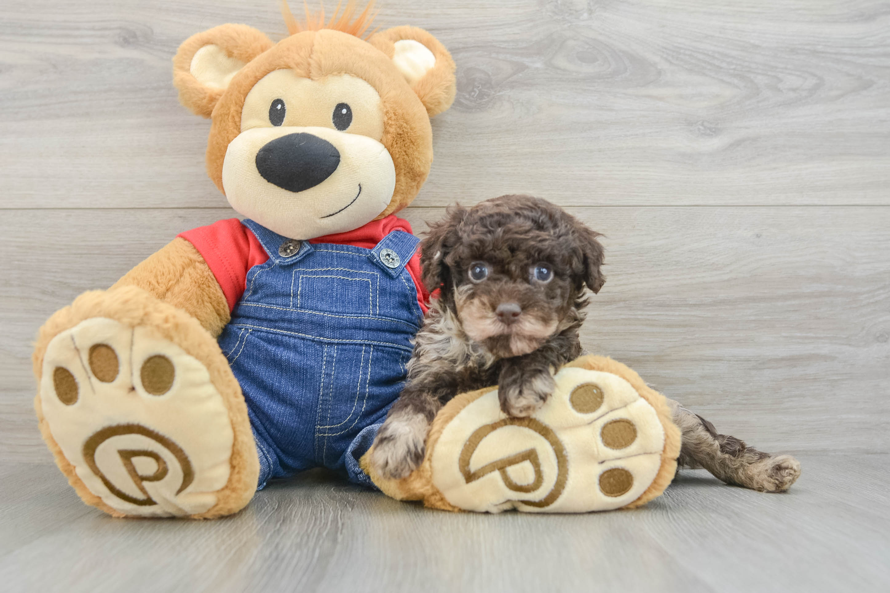Poodle Puppy for Adoption