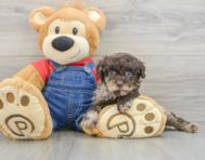 8 week old Poodle Puppy For Sale - Pilesgrove Pups