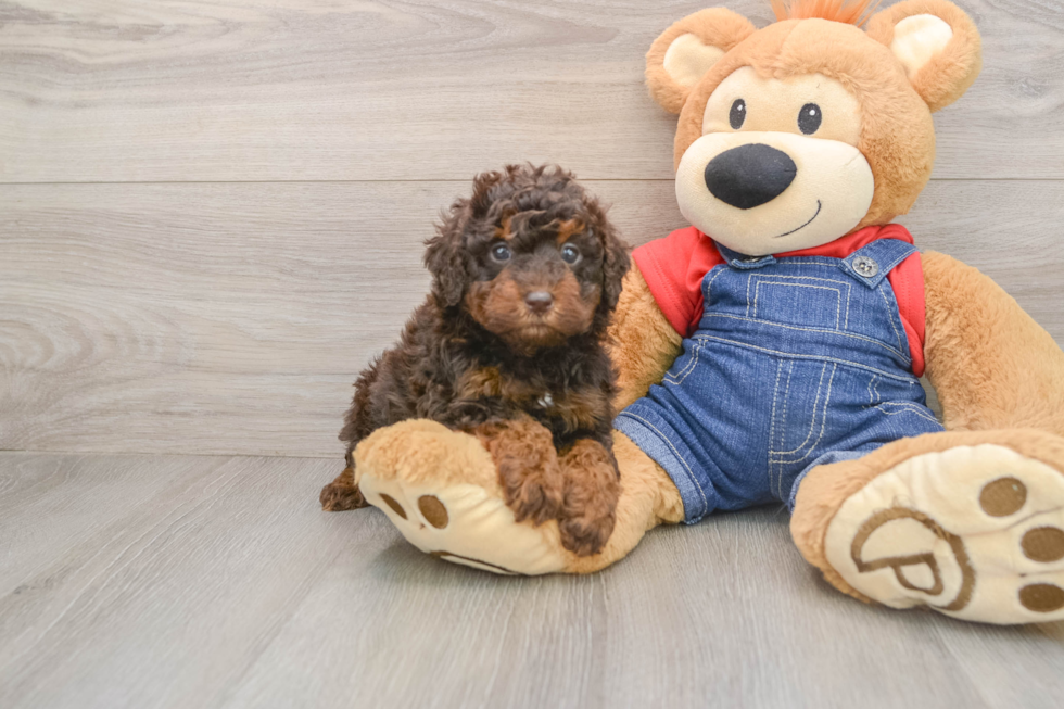 Poodle Puppy for Adoption