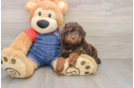 Poodle Puppy for Adoption