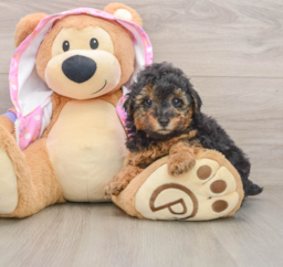 7 week old Poodle Puppy For Sale - Pilesgrove Pups