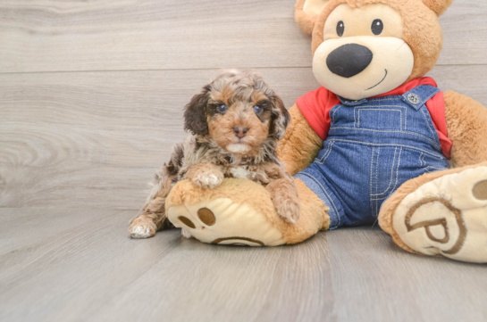 Akc Registered Poodle Purebred Pup