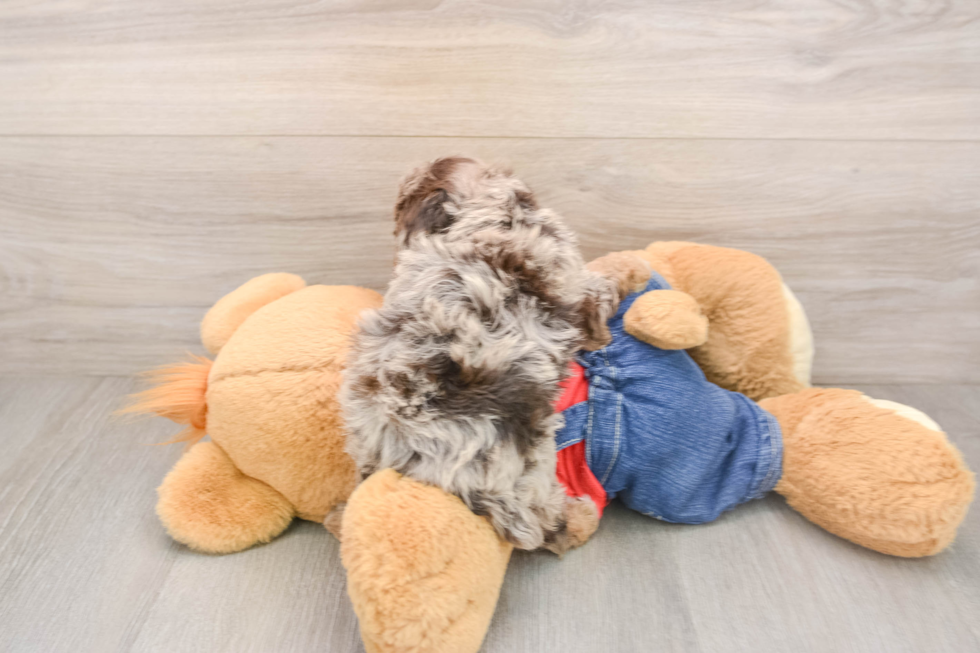 Funny Poodle Purebred Pup