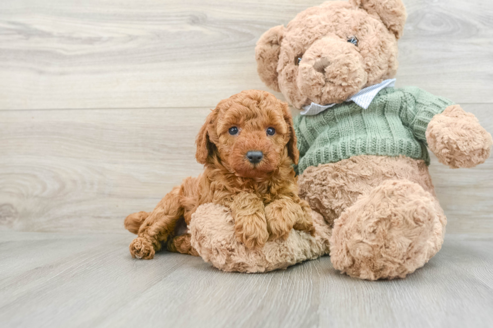 Little Poodle Purebred Pup