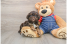 Poodle Pup Being Cute