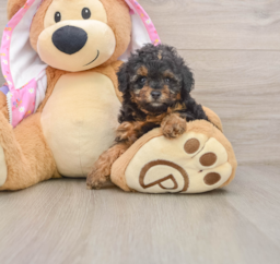 7 week old Poodle Puppy For Sale - Pilesgrove Pups