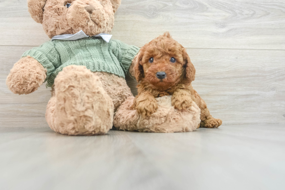 Poodle Pup Being Cute