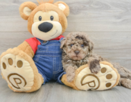 8 week old Poodle Puppy For Sale - Pilesgrove Pups