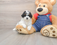 6 week old Poodle Puppy For Sale - Pilesgrove Pups
