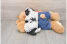 Poodle Puppy for Adoption