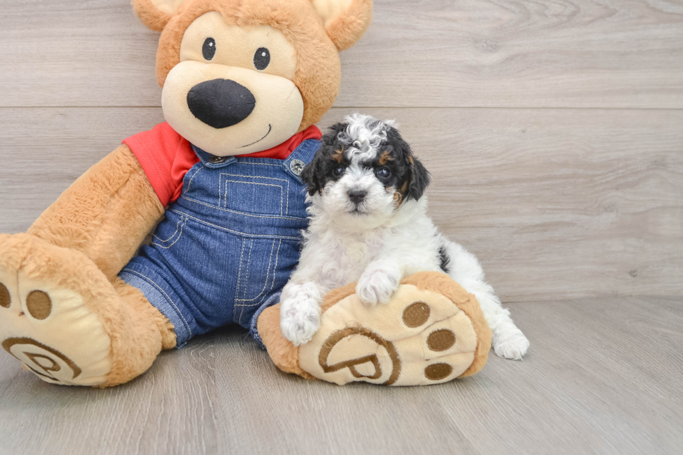 Little Poodle Purebred Pup