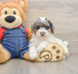 8 week old Poodle Puppy For Sale - Pilesgrove Pups