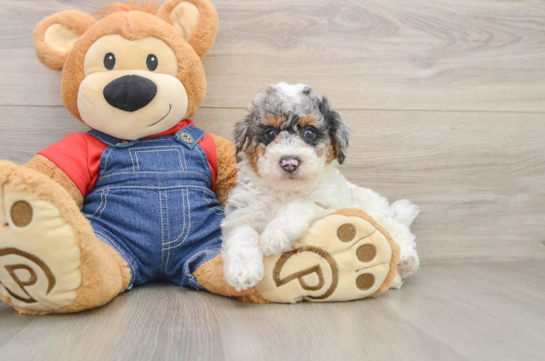 Poodle Pup Being Cute