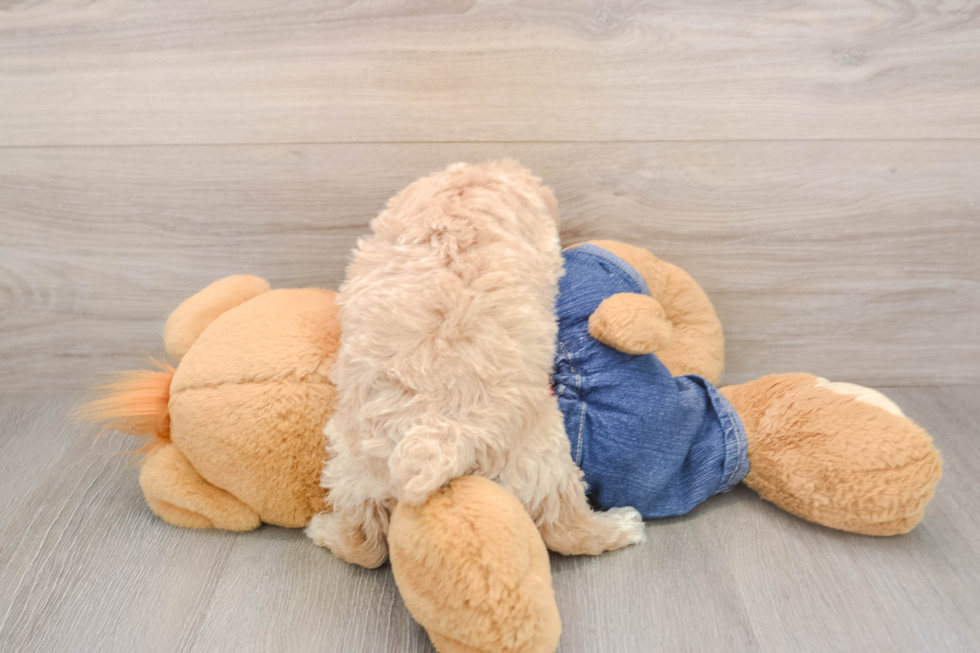 Poodle Puppy for Adoption