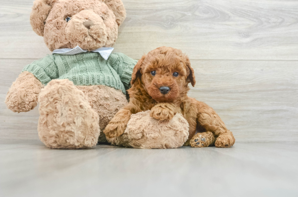 6 week old Poodle Puppy For Sale - Pilesgrove Pups