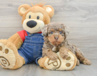8 week old Poodle Puppy For Sale - Pilesgrove Pups