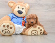 5 week old Poodle Puppy For Sale - Pilesgrove Pups