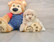 6 week old Poodle Puppy For Sale - Pilesgrove Pups