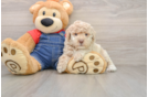 Funny Poodle Baby