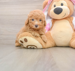 6 week old Poodle Puppy For Sale - Pilesgrove Pups