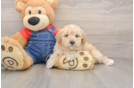 Best Poodle Baby