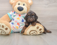 5 week old Poodle Puppy For Sale - Pilesgrove Pups