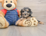8 week old Poodle Puppy For Sale - Pilesgrove Pups