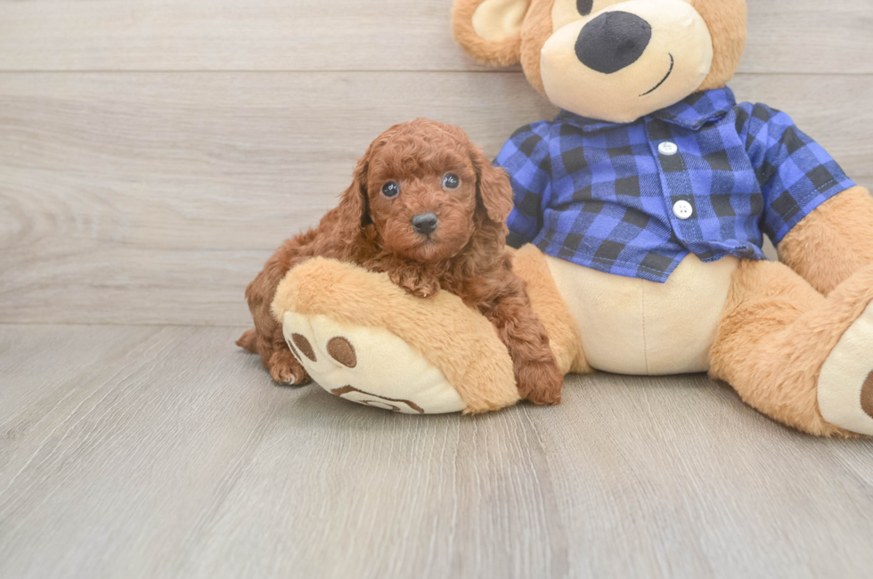 6 week old Poodle Puppy For Sale - Pilesgrove Pups