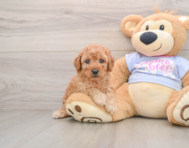 5 week old Poodle Puppy For Sale - Pilesgrove Pups