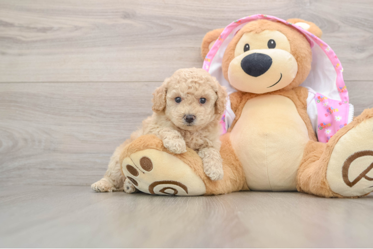 Little Poodle Purebred Pup