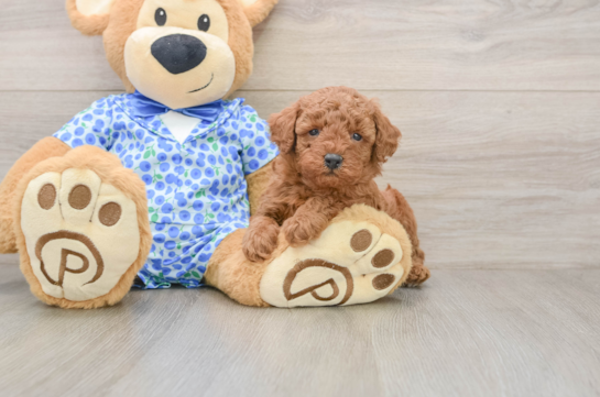 Adorable Pudle Purebred Puppy