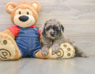 6 week old Poodle Puppy For Sale - Pilesgrove Pups