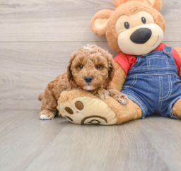 6 week old Poodle Puppy For Sale - Pilesgrove Pups