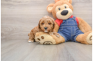 Small Poodle Purebred Pup