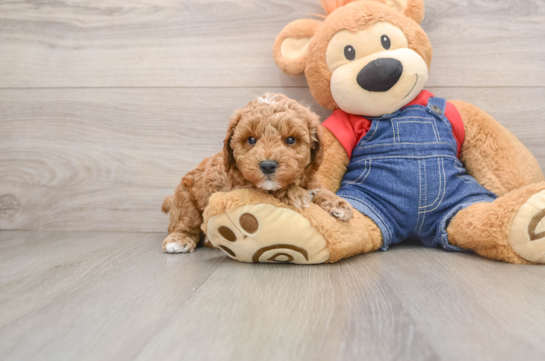 Small Poodle Purebred Pup