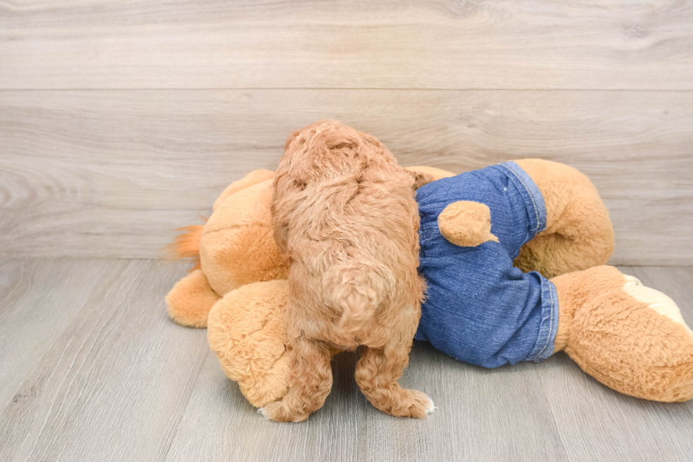 Popular Poodle Baby