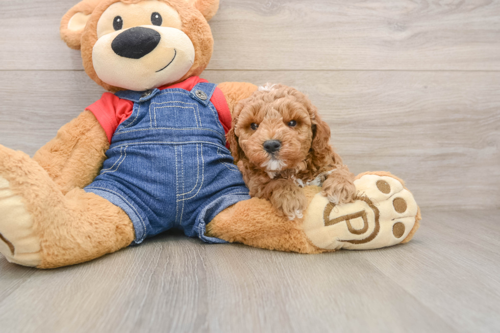 Energetic Pooodle Purebred Puppy